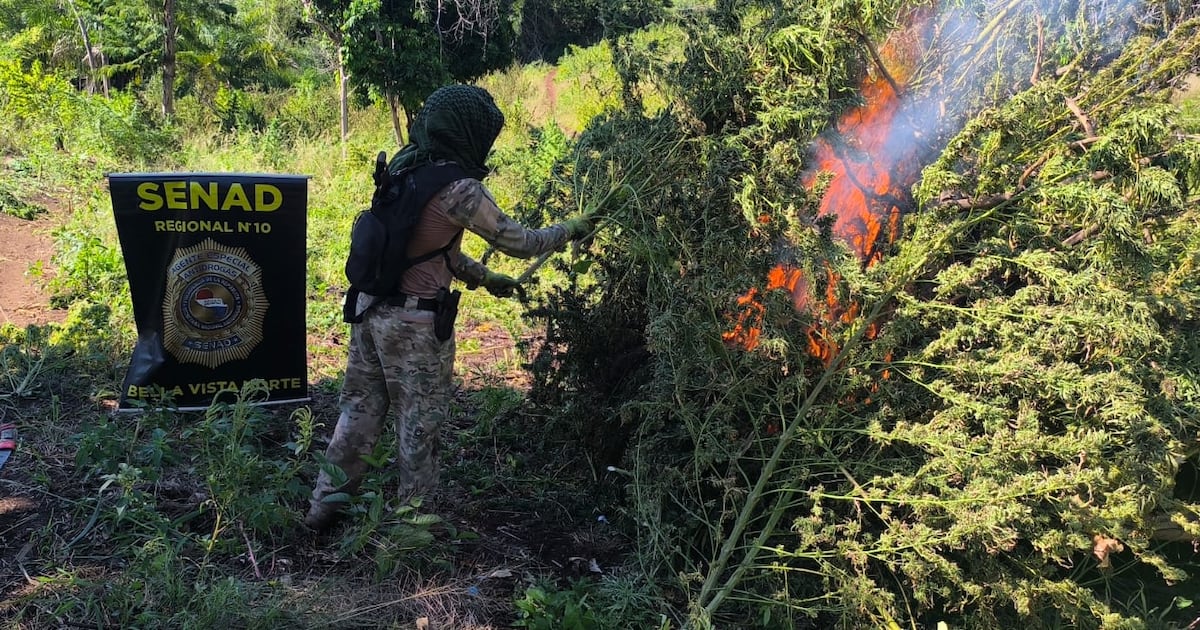 Senad destruiu centros de produção de maconha em Amambay
