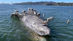 Baleias-cinzentas mudam padrões migratórios na baía de San Francisco