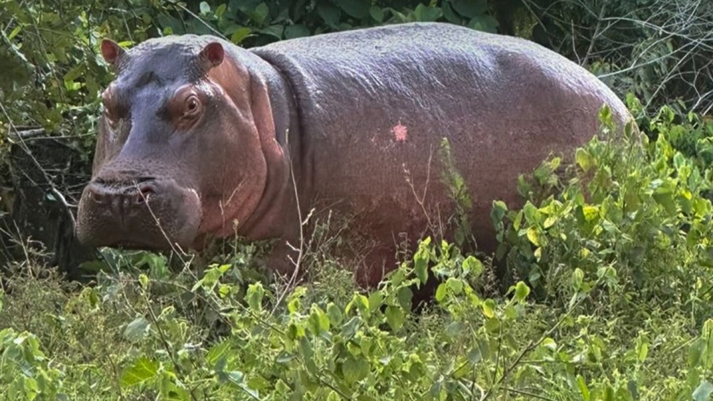 Colombia gestiona traslado de 80 hipopótamos a centro de conservación en India