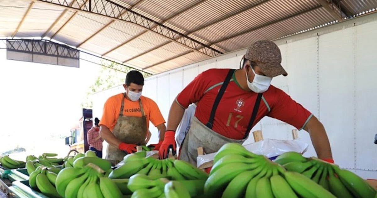 Productores de banana enfrentan desafíos por variaciones cambiarias y costos de transporte