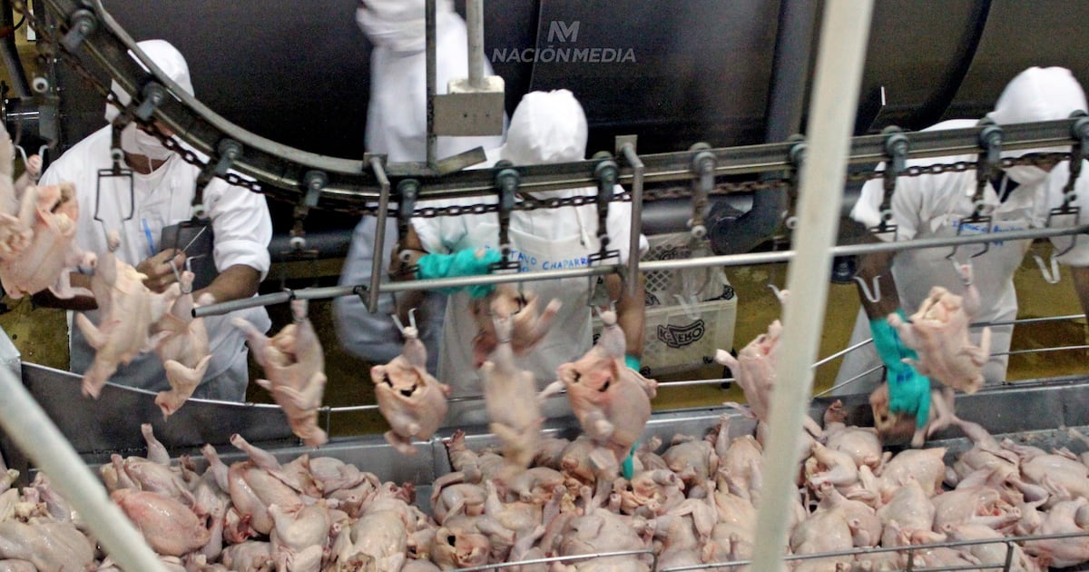 Apertura de Taiwán a la carne avícola tendrá buen impacto económico para el sector