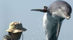 La historia de los delfines suicidas que Irán compró a Ucrania