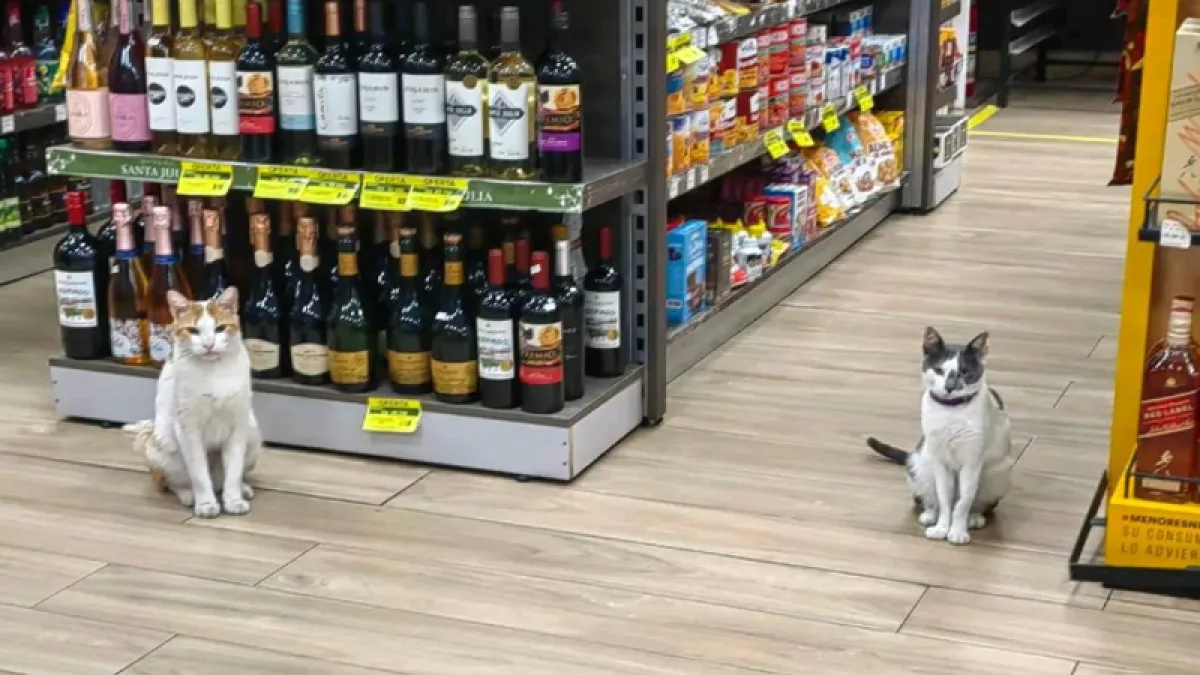 Animales comunitarios en comercios: reflexión sobre tenencia responsable