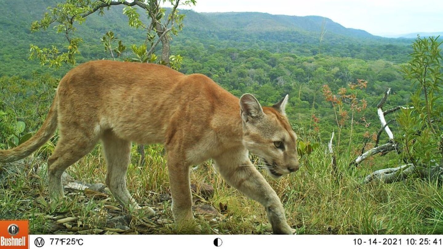 Puma ataca a una niña de 8 años durante una excursión en Brasil