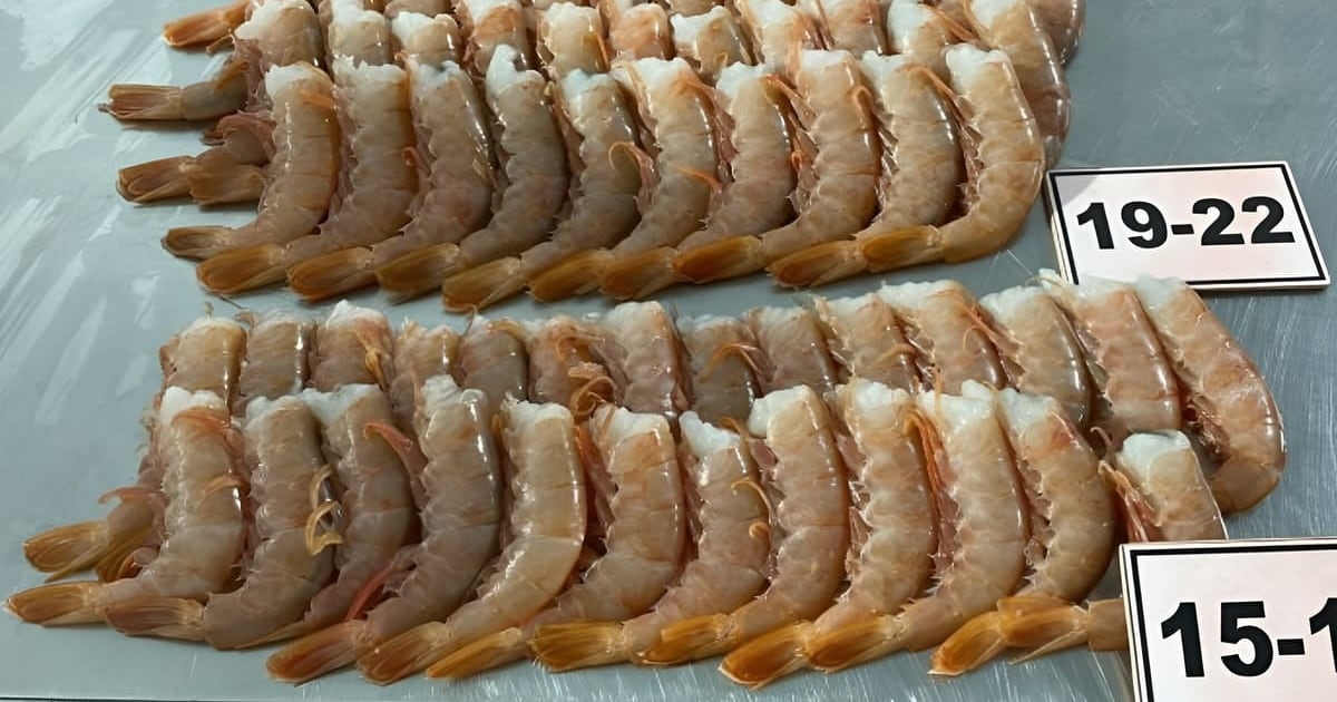 Paraguay se posiciona como plataforma estratégica para procesamiento de langostino argentino