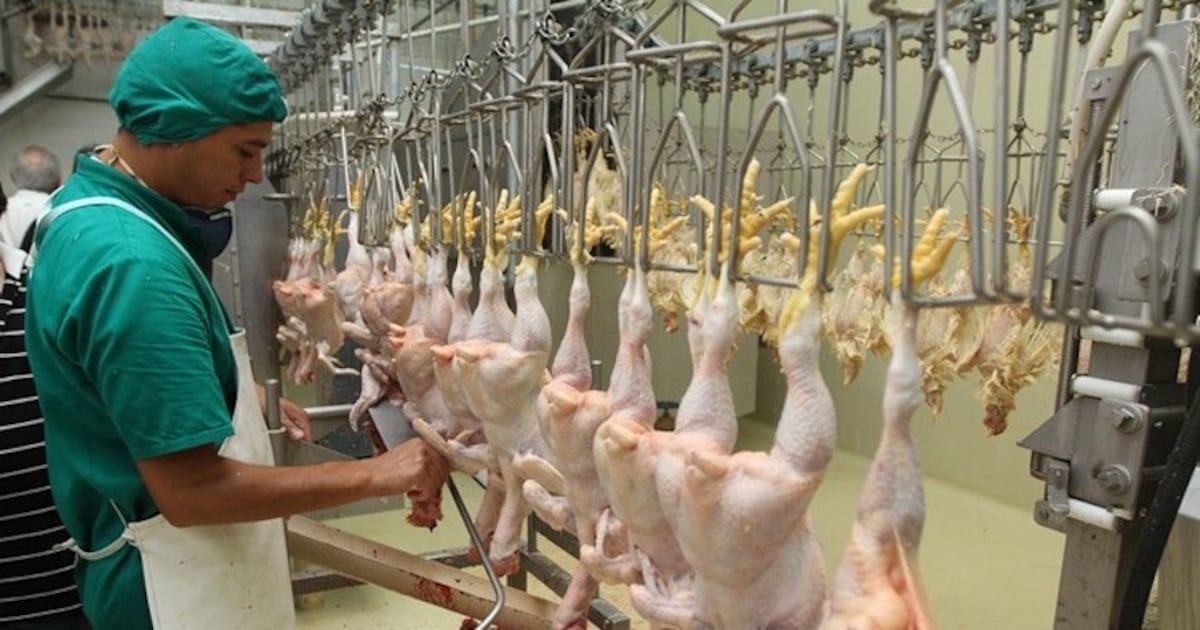 Sector avícola avanza en negociaciones comerciales con Taiwán tras apertura de mercado
