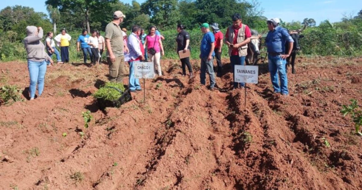 IPTA impulsa el desarrollo rural en Canindeyú con programas de agricultura familiar