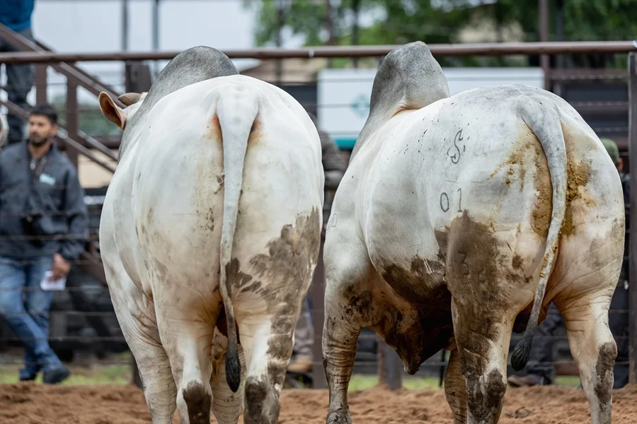 Comienza la Nacional Nelore: más de 2.000 animales y foco en mostrar la transformación de la genética en productividad