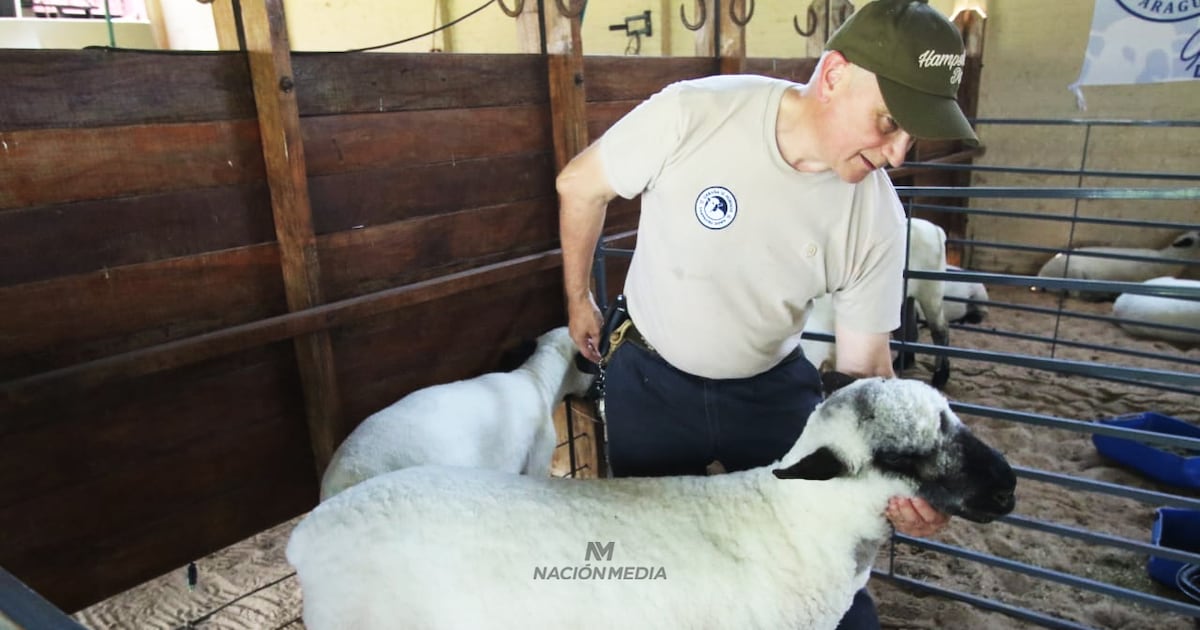 La raza ovina Hampshire Down experimenta consolidación y crecimiento en Paraguay