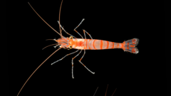 Científicos descubren 1.121 nuevas especies marinas en un año de exploración oceánica