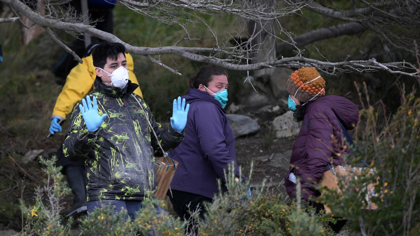 Misión científica en busca de hantavirus Andes capturó unos 150 roedores en Ushuaia