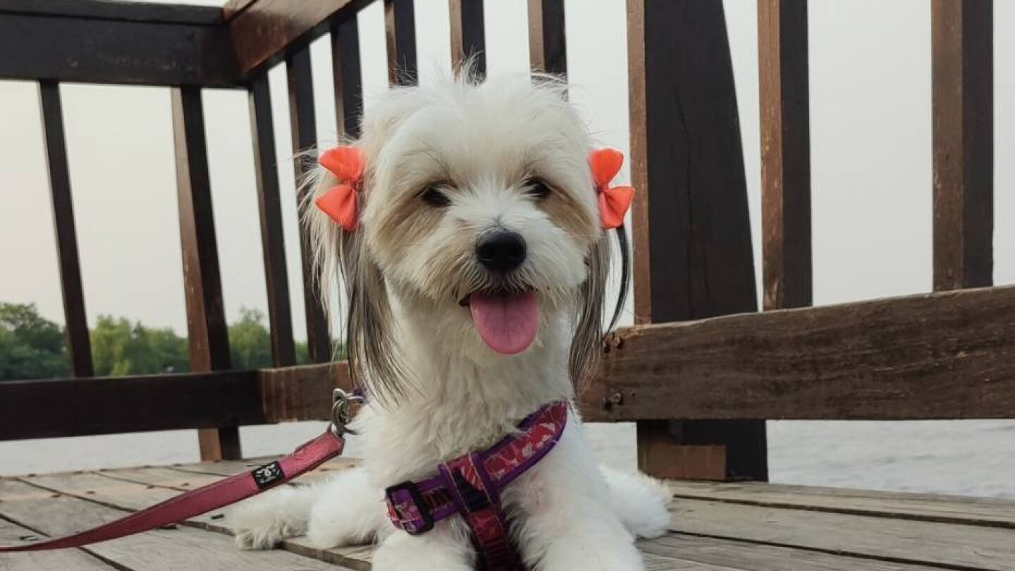 Llevó a su perrita para un baño, se escapó de la veterinaria y terminó atropellada