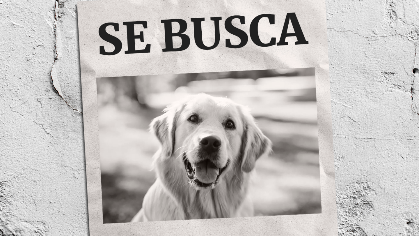Defensa Animal se suma a la difusión de mascotas perdidas o encontradas