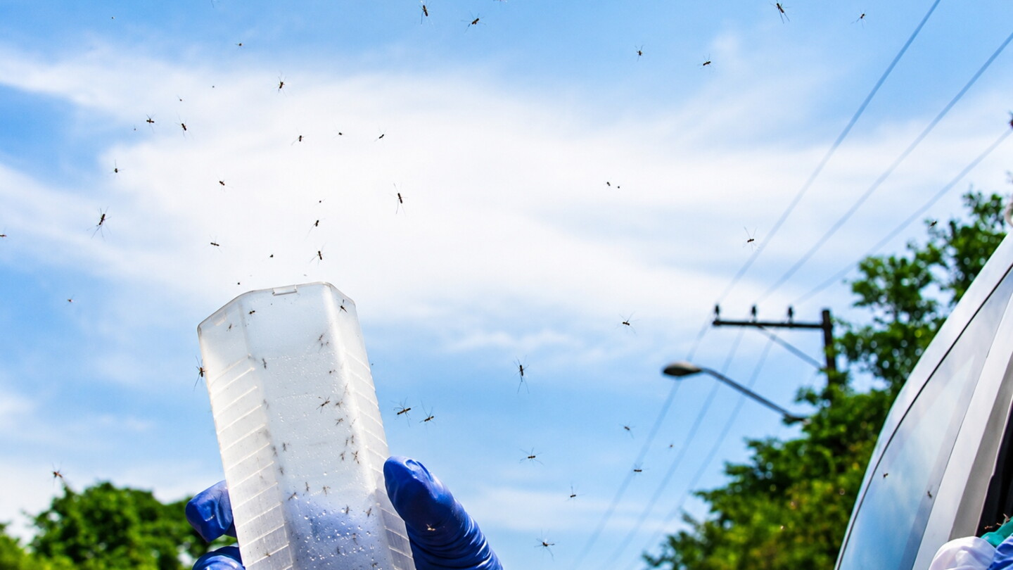 Método Wolbachia protagoniza drástica caída de dengue en Foz