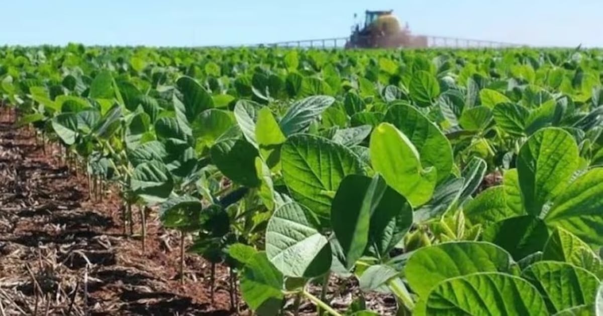 Senave recuerda vigencia de la pausa fitosanitaria en cultivos de soja