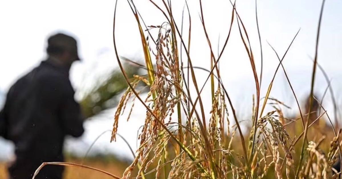 Arroz paraguayo expande mercados internacionales con ingreso a Turquía