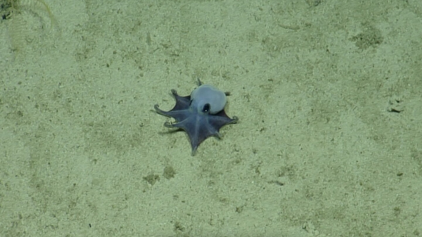 Identificam nova espécie de polvo azul nas águas profundas de Galápagos