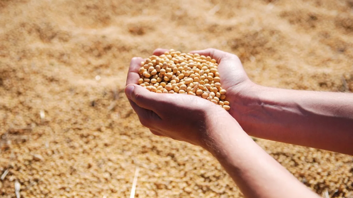 Soja zafriña registra rendimientos de hasta 2.400 kilos por hectárea