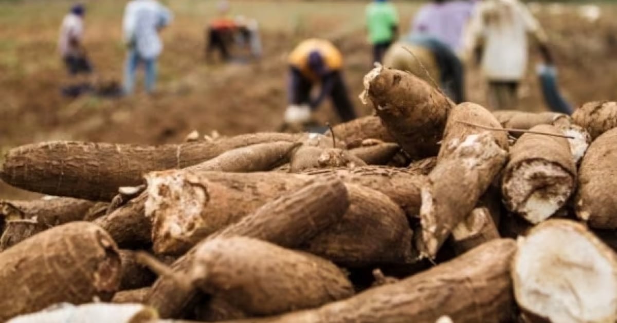 Productores de Itapúa proyectan zafra de 1,8 millones de kilos de mandioca con apoyo del MAG