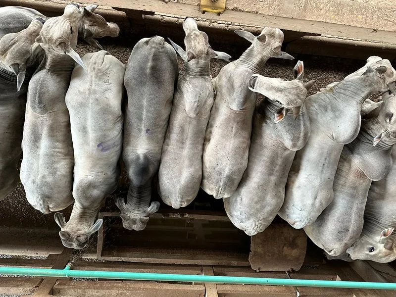 Mercado del ganado gordo mantiene firmeza y los mejores negocios ya superan los US$ 5 por kilo carcasa