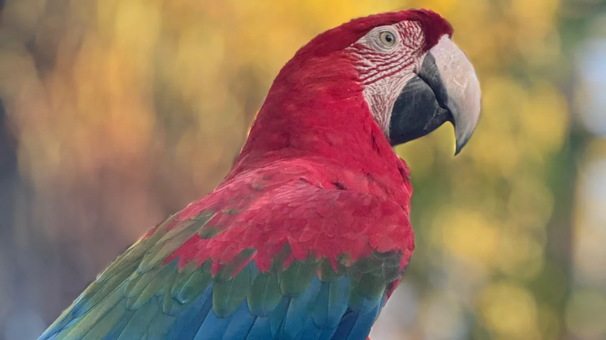 Día Mundial del Loro: reflexión sobre la convivencia responsable con estas aves