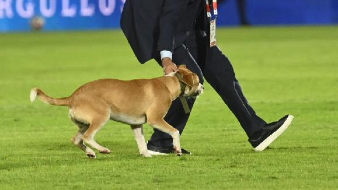 Un perrito sorprendió durante el amistoso de despedida de la Selección Paraguaya