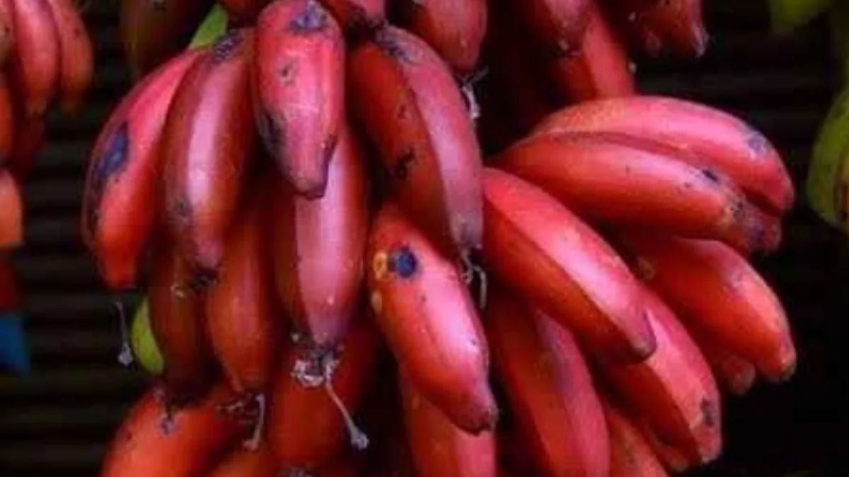 La banana roja gana terreno en Paraguay desde un vivero de San Lorenzo