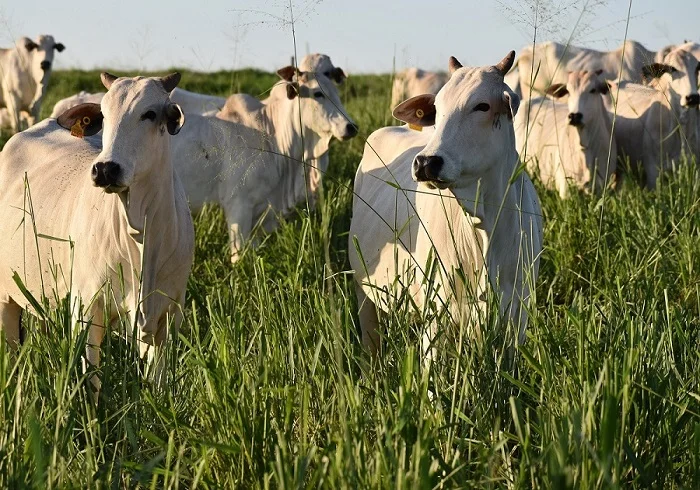 Con buena humedad y posible Niño, productores comienzan a planificar la reforma de pasturas para la primavera