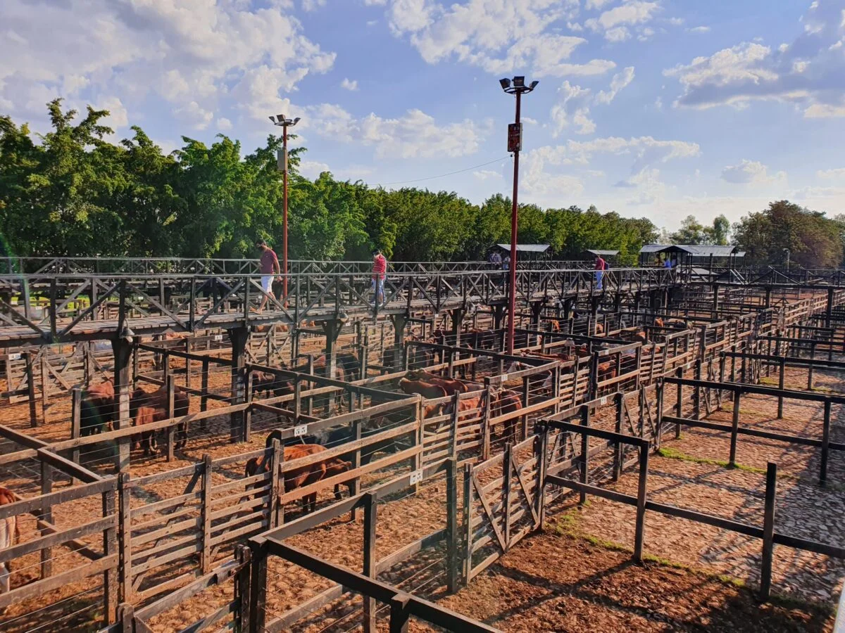 El consumo recuperó firmeza y alcanzó valores de hasta G. 19.500 por kilo en toros