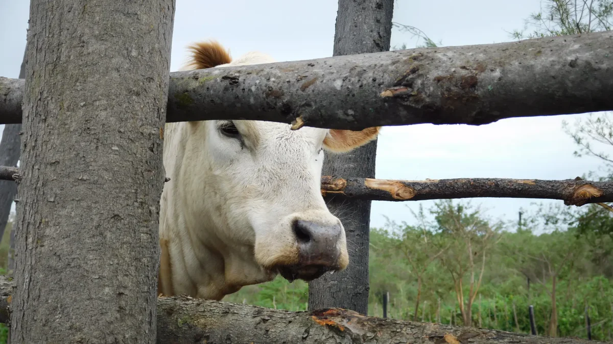 FAO alerta sobre nova variante de febre aftosa que avança na Ásia e ameaça a pecuária regional