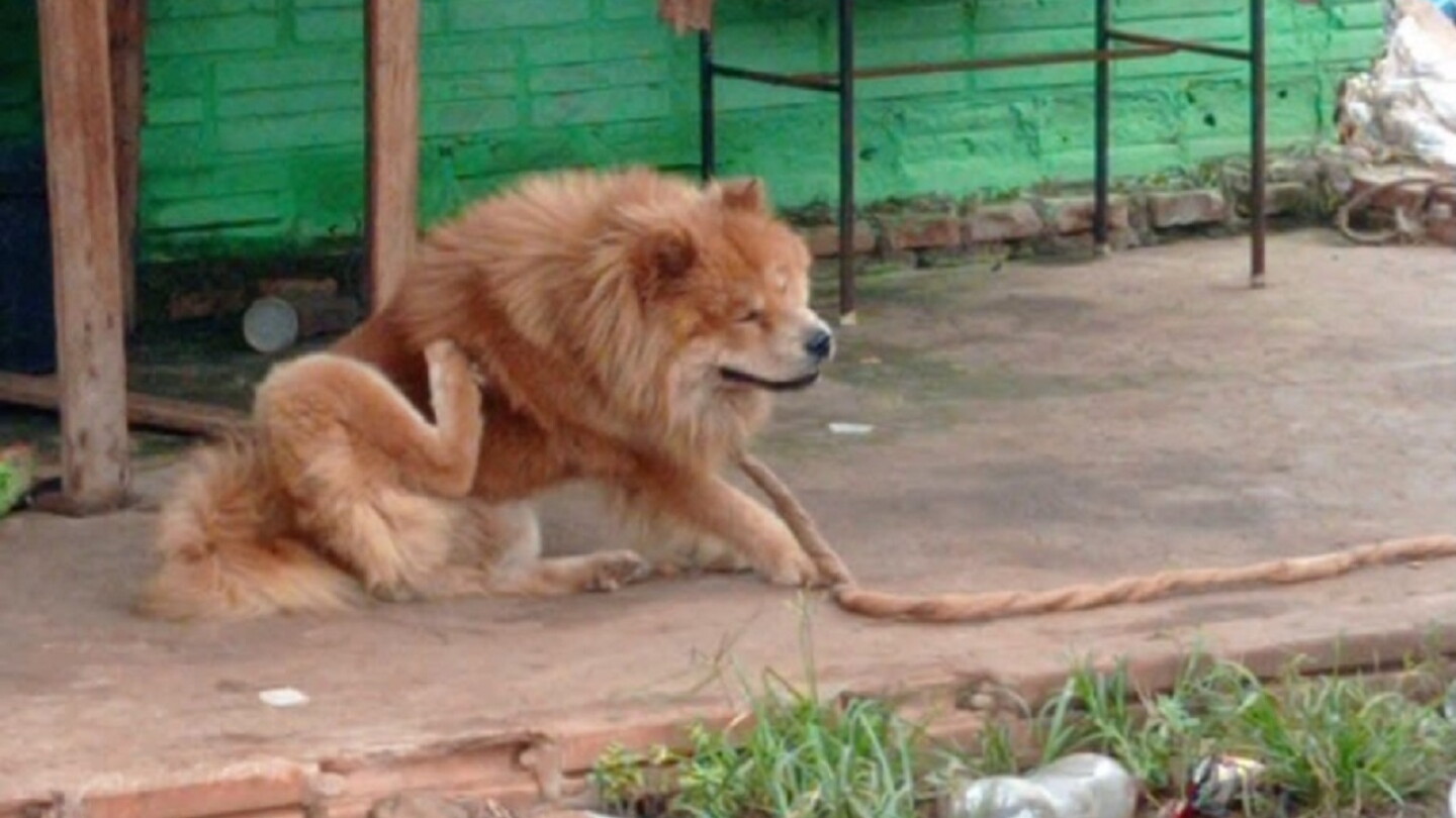 Juzgado Municipal aplica multa por caso de maltrato animal en Ciudad del Este