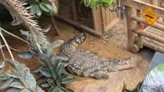 O caso assustador do menino de 3 anos que caiu no fosso dos crocodilos de um zoológico do Reino Unido por qual um homem foi detido