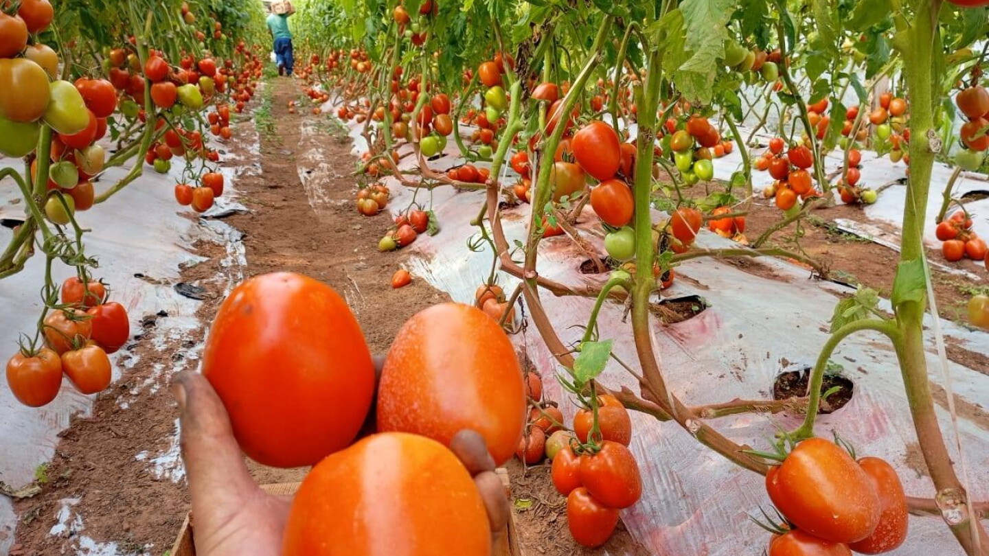 MAG ofrece consejos técnicos a productores hortícolas ante lluvias intensas