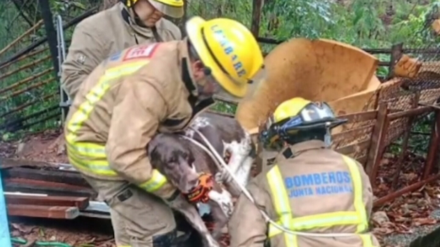 Bombeiros resgatam cão preso no arroio Lambaré