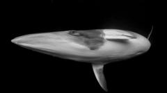 El encuentro visual entre una fotógrafa y una ballena minke que cautivó al mundo